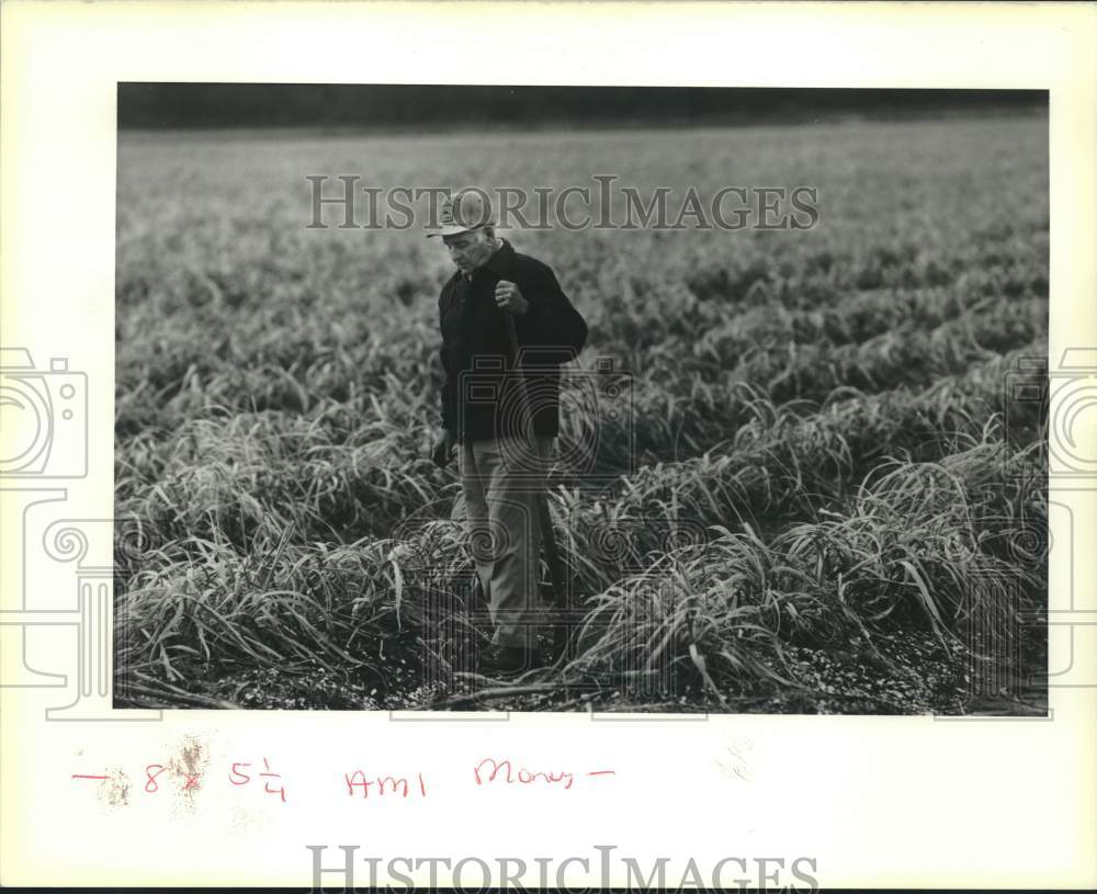 1990 Press Photo Cane grower Denis Lanaux Jr. at his field in St. John parish - Historic Images