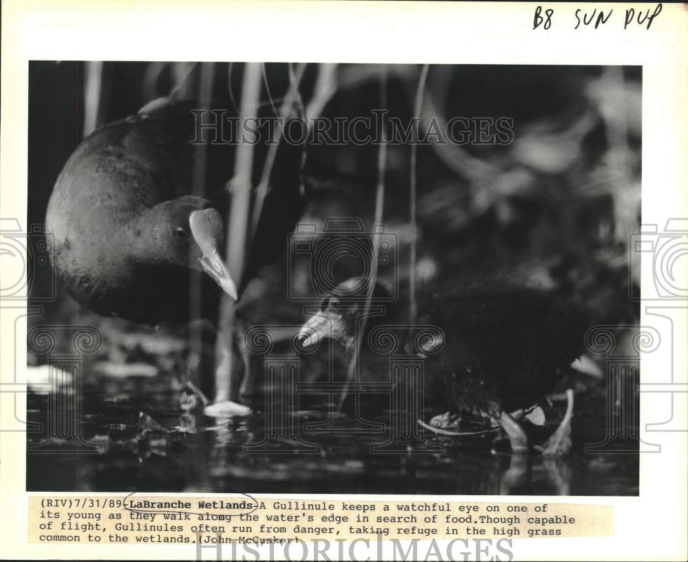 1989 Press Photo A Gullinule with her young in LaBranche Wetlands - Historic Images