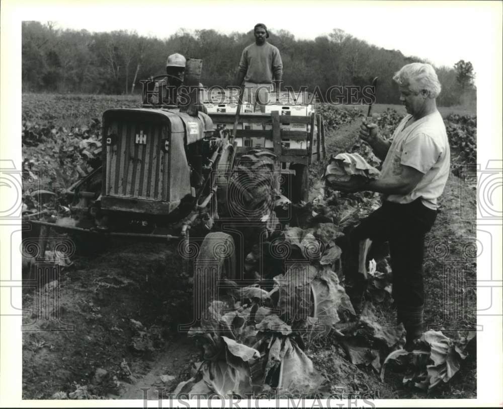 1994 Press Photo Emile LaGreco, a lower St. Bernard farmer for 15 years - Historic Images