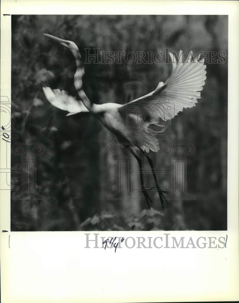 1990 Press Photo A Great Egret takes off into swamps of Bayou Coquille - Historic Images