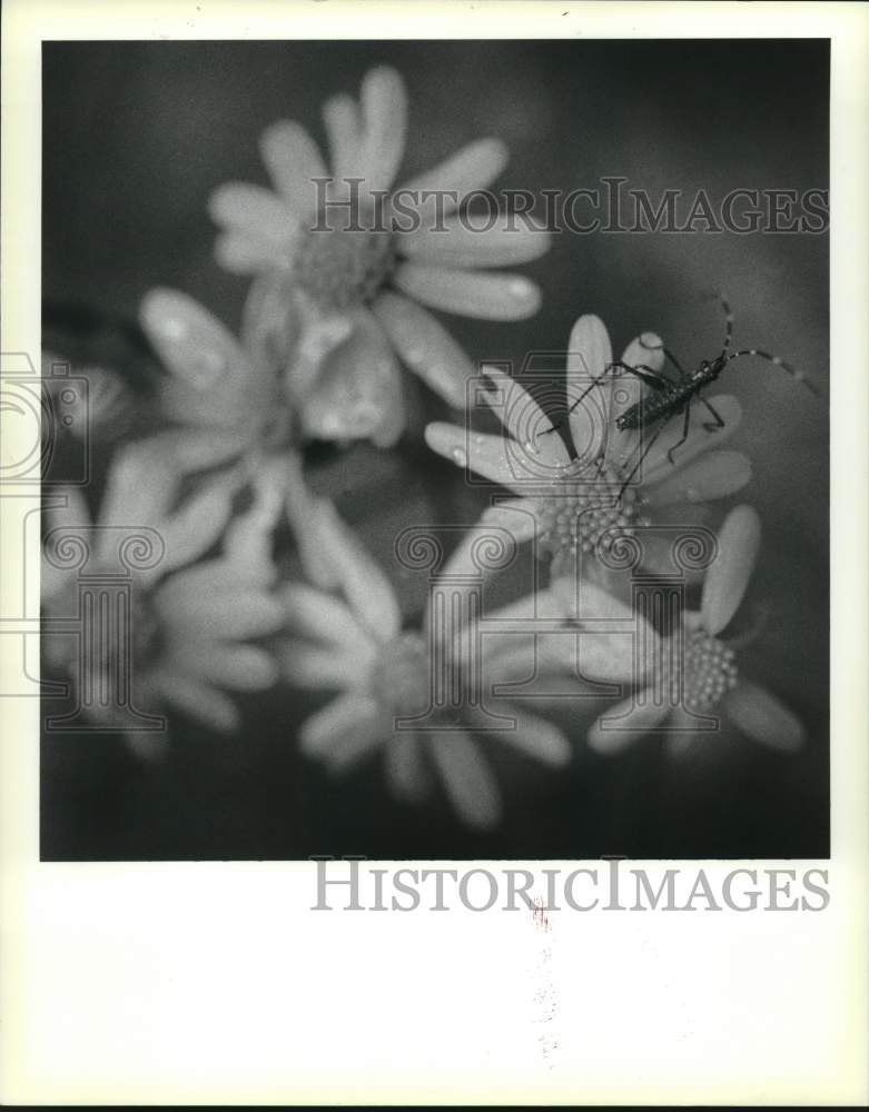 1990 Press Photo Daisy Flebane and insect in Jean Lafitte National Park - Historic Images