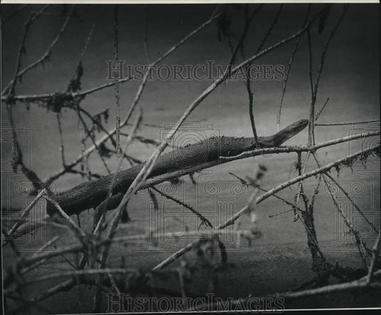 1990 Press Photo Jean Lafitte National Park - Historic Images