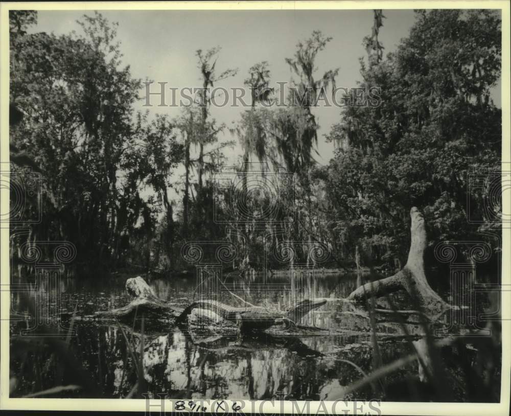 1989 Press Photo Alligator Suns Himself In Pond At Jean Lafitte Park - Historic Images