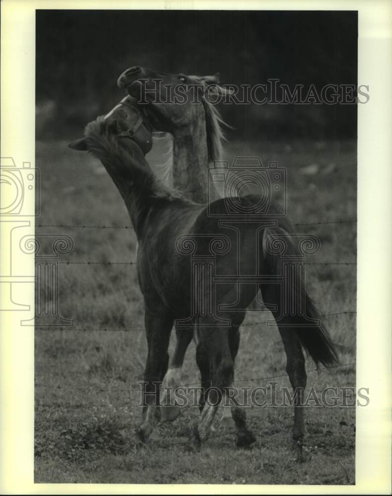 1989 Press Photo Two horses playfully nuzzle each other at a stable in Louisiana - Historic Images