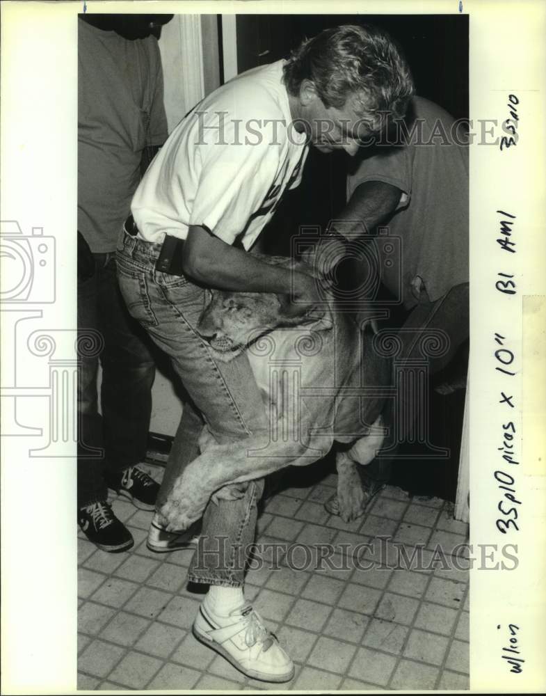 1990 Press Photo NOPD officer Sgt Tom Smegal wrestles with lion cub on Canal st - Historic Images