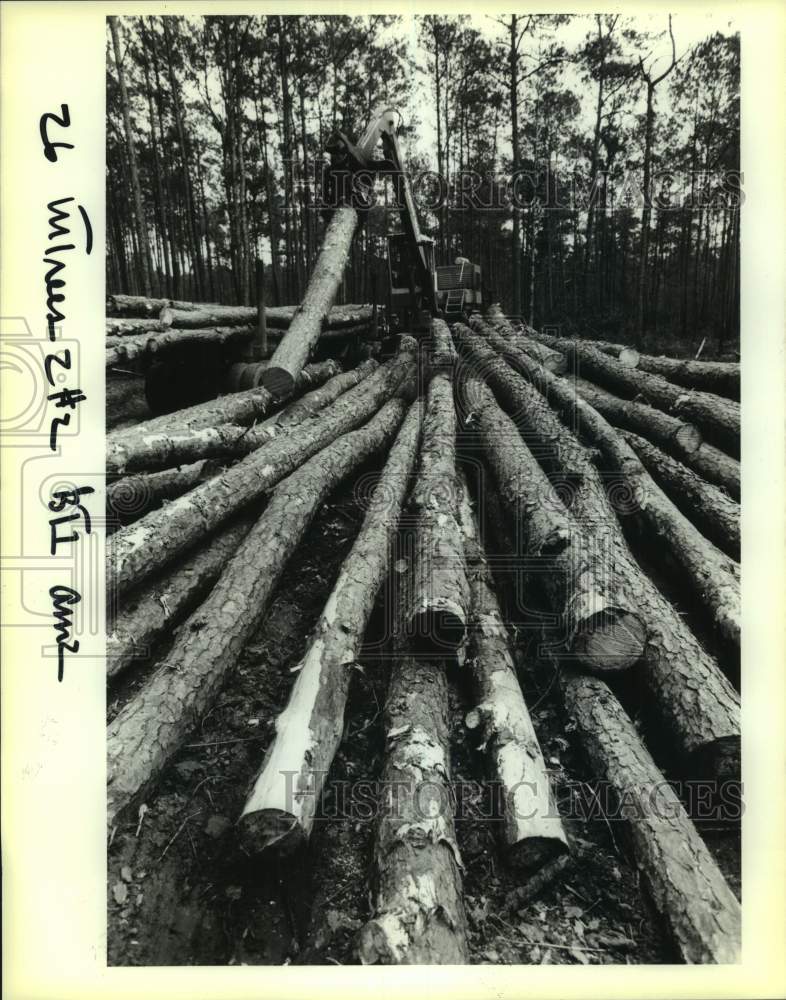 1989 Press Photo Cut Trees Resulting From Logging Operations In Forest - Historic Images