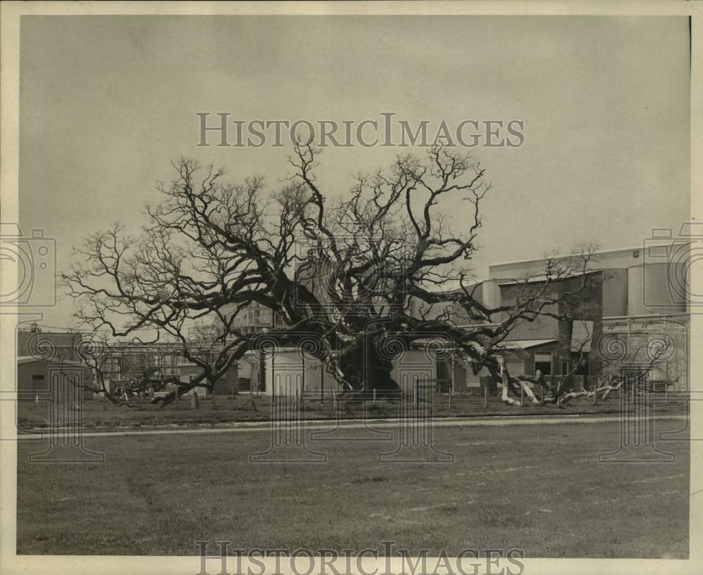 1967 Louisiana&#39;s famed Locke Breaux Oak- Dead-Historic Images