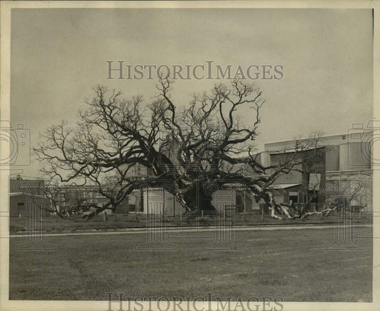 1967 Louisiana's famed Locke Breaux Oak- Dead-Historic Images