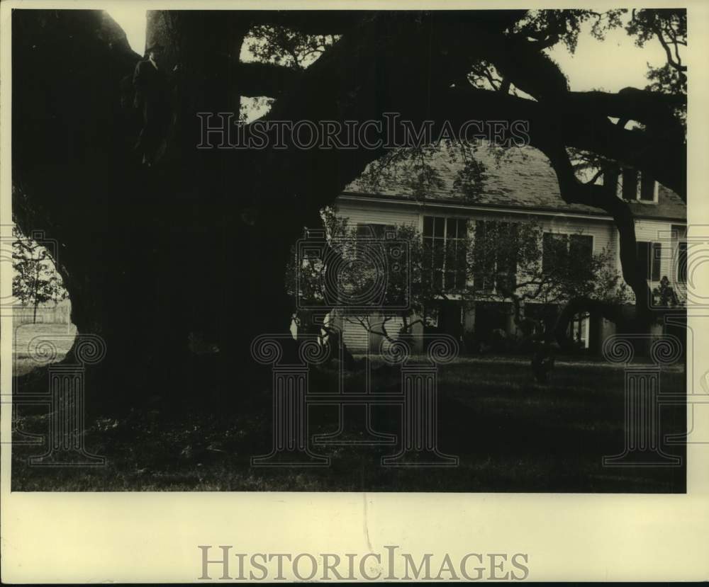 1964 Press Photo Locke Breaux Oak - Historic Images