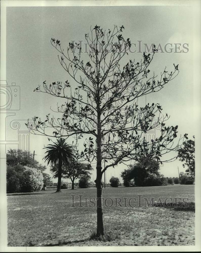 Press Photo Dead Magnolia tree at the West End Park - Historic Images