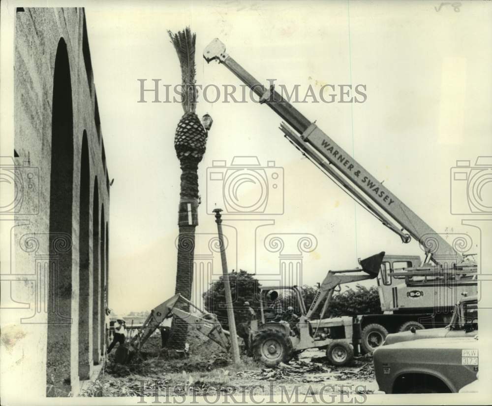 1973 Removal of palm trees to the vicinity of Louisiana Superdome - Historic Images