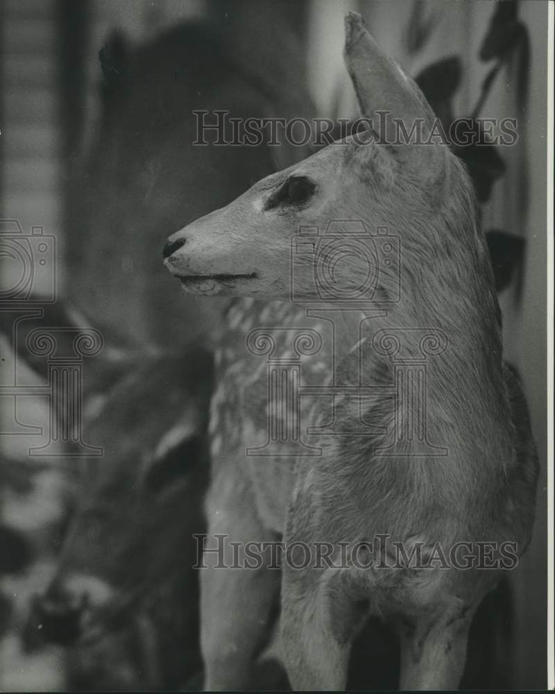 1973 Press Photo White-Tailed Deer Fawn At Louisiana Wildlife &amp; Fisheries Museum-Historic Images