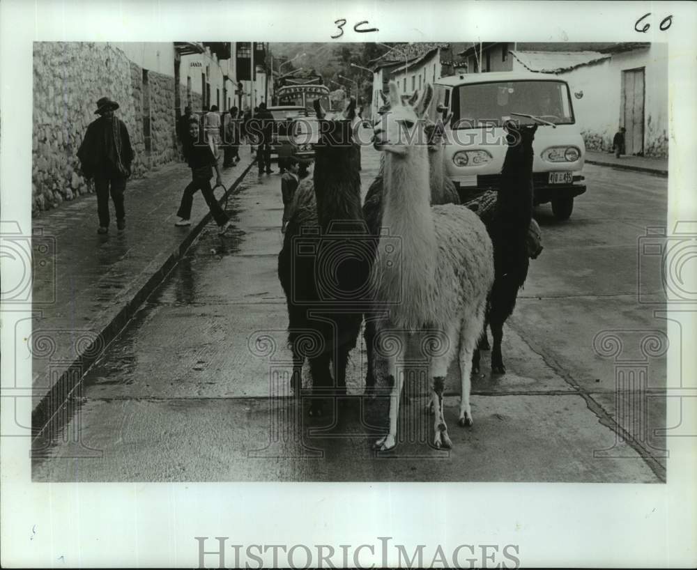 1974 Press Photo The llamas walking on the street of a small Peruvian City-Historic Images