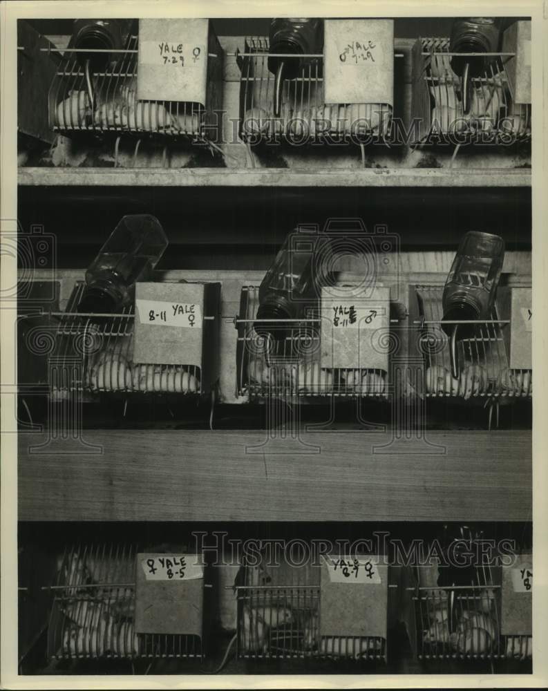 1964 Rows of mice in their cages-Historic Images