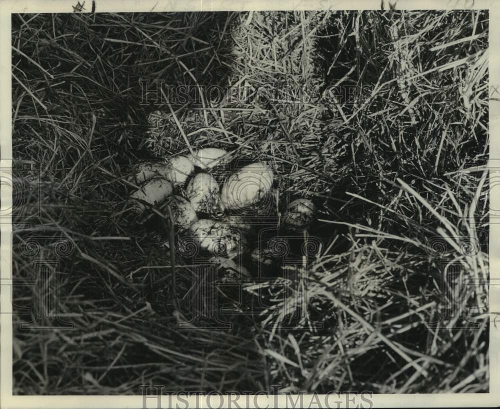 1974 Press Photo Typical nest with clutch of eggs of the Louisiana alligator-Historic Images