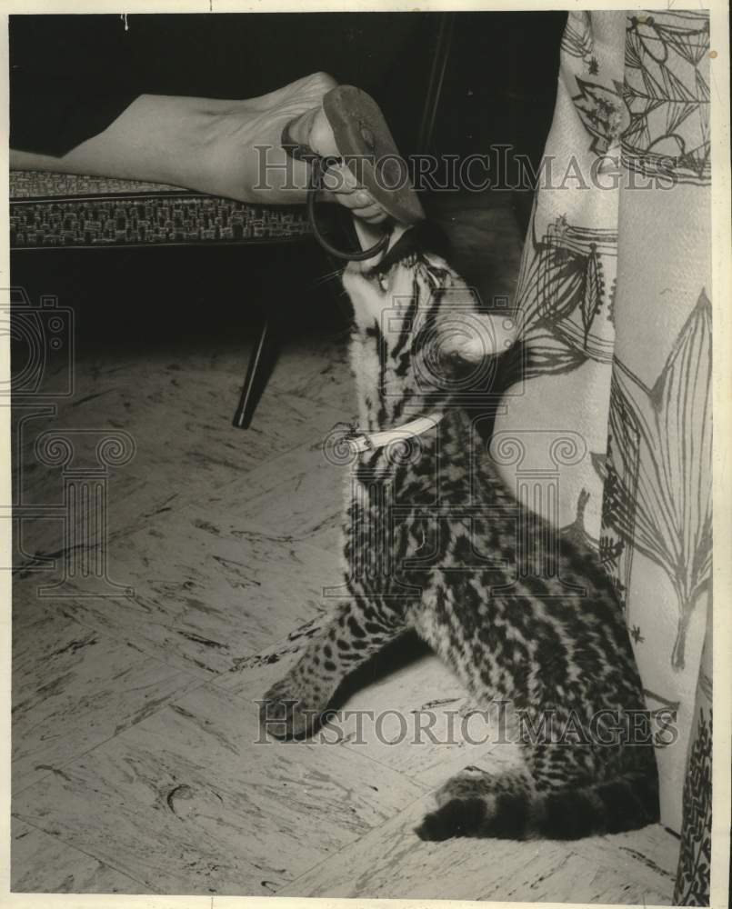 1960 Wild cat Shere bites a slipper in her playful mood - Historic Images