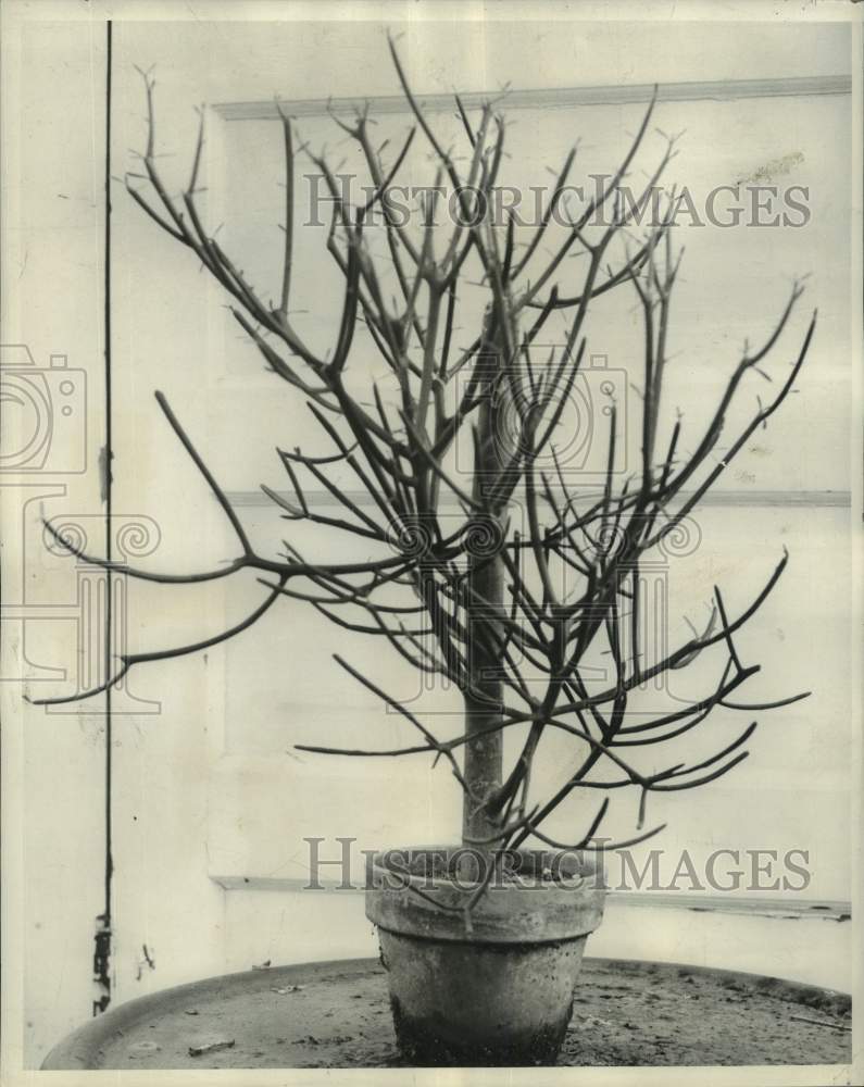 1963 A potted specimen of succulent plant, the Pencil Cactus - Historic Images