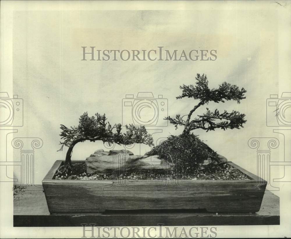 1975 Press Photo &quot;Windswept&quot; Bonsai Trees demonstrates &quot;Sakei&quot; - noc03938 - Historic Images