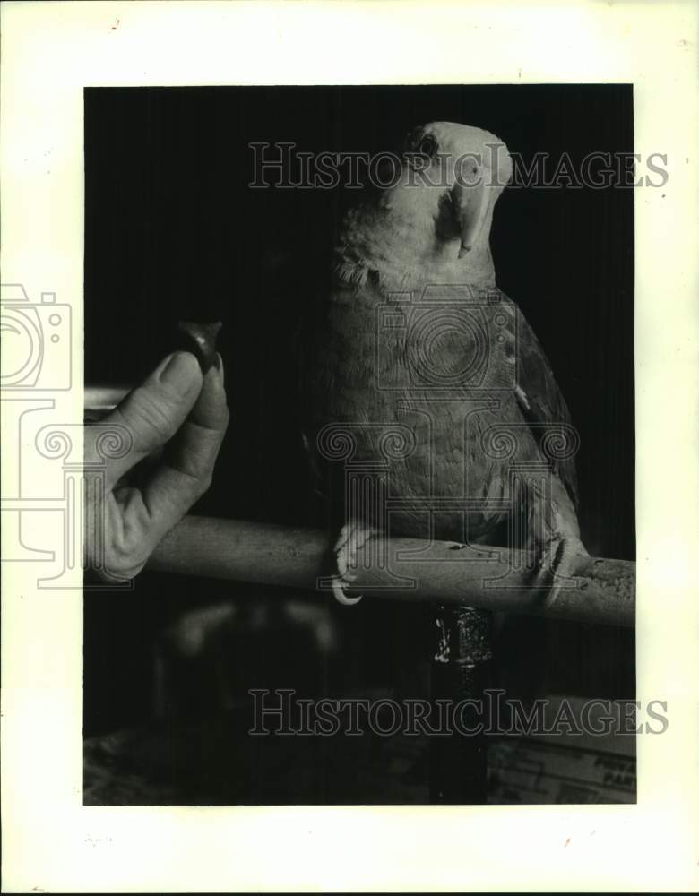 1987 A woman and her parrot bird - Historic Images