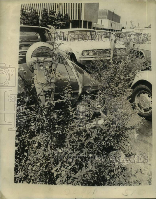 1973 Vegetation around parking meters in Orleans Parish Prison lot - Historic Images