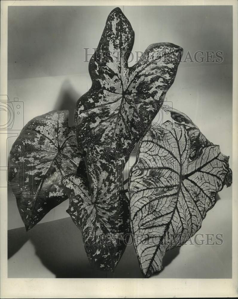 1961 Press Photo Caladium Leaves Shown in Many Patterns - noc15977-Historic Images