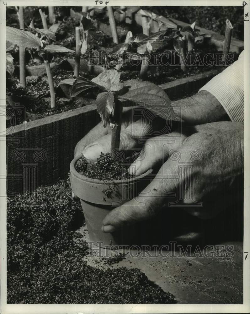 1960 Press Photo Acalypha Plant in New Orleans - noc15988-Historic Images