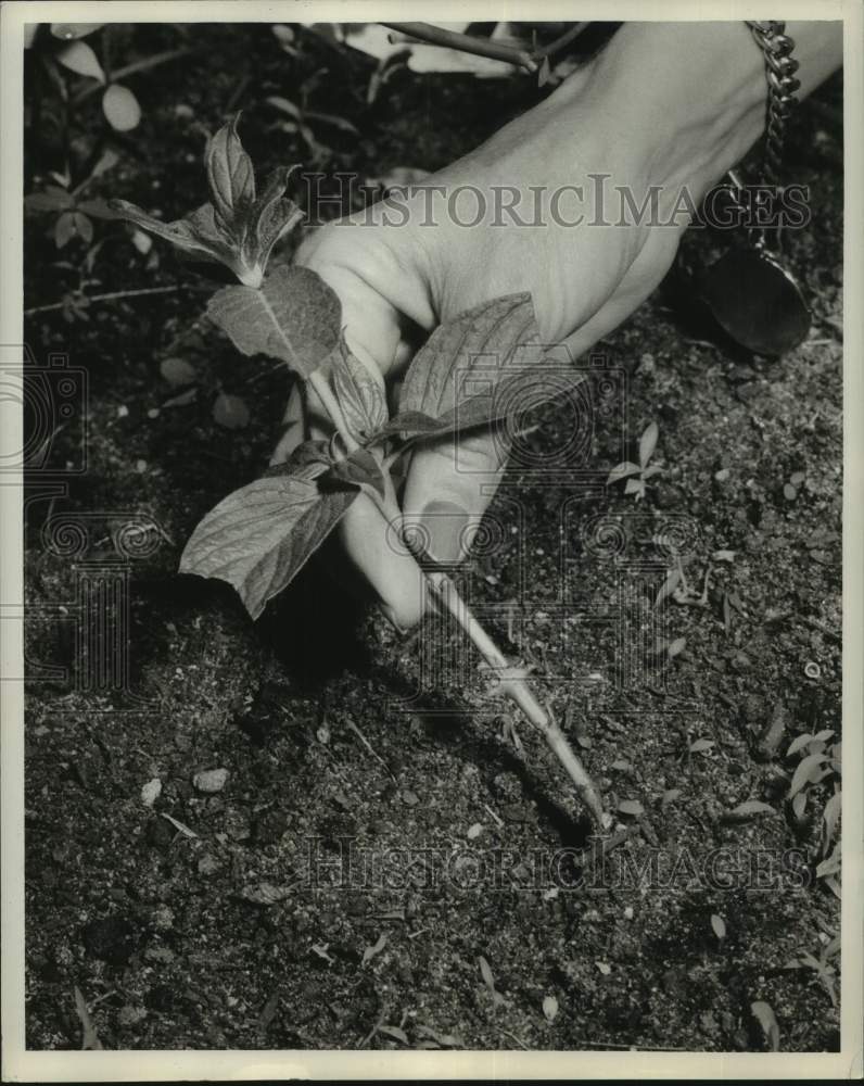 1960 Press Photo Penta Plant Cutting - noc15990-Historic Images