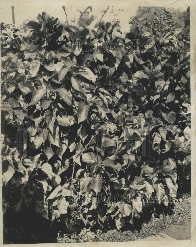 1962 Press Photo Wall of Plants - noc18897-Historic Images