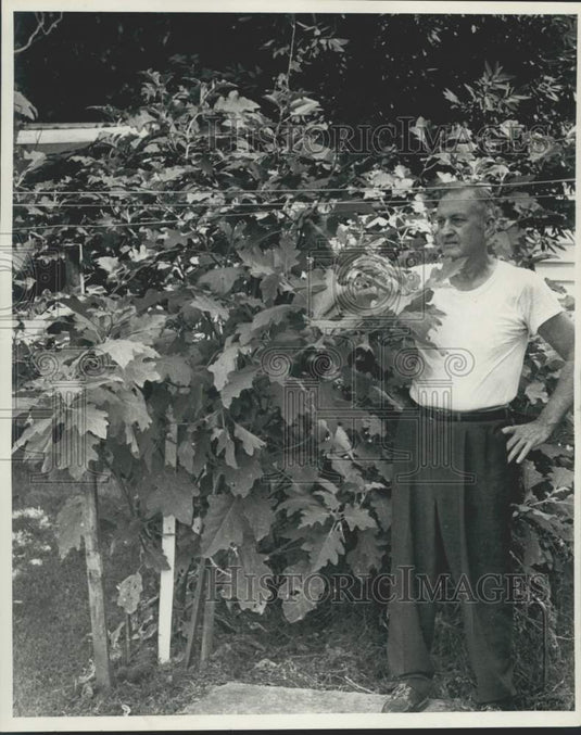 Press Photo Gardener Shows Off Healthy Eggplant - noc18905- Historic Images