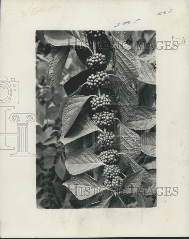 1966 Press Photo Callicarpa Americana (Beautyberry) Produces Purple Fruit-Historic Images