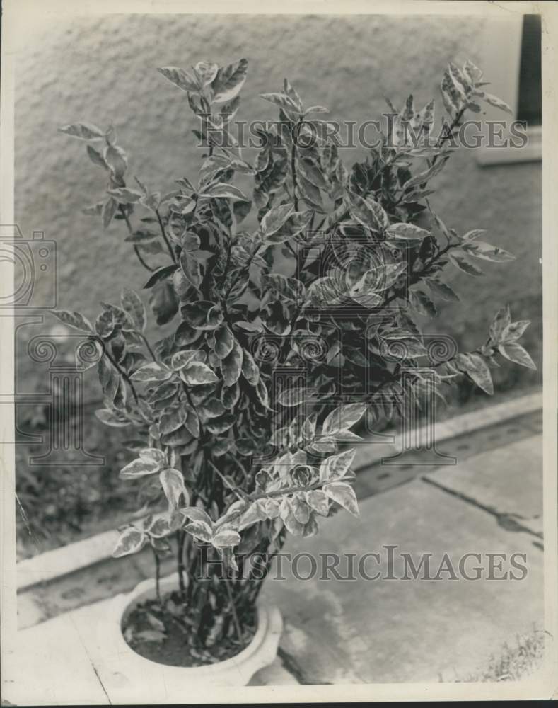 1969 Press Photo Pedilanthus Plant at Home of Mrs. Joseph Gereighty - noc18916-Historic Images