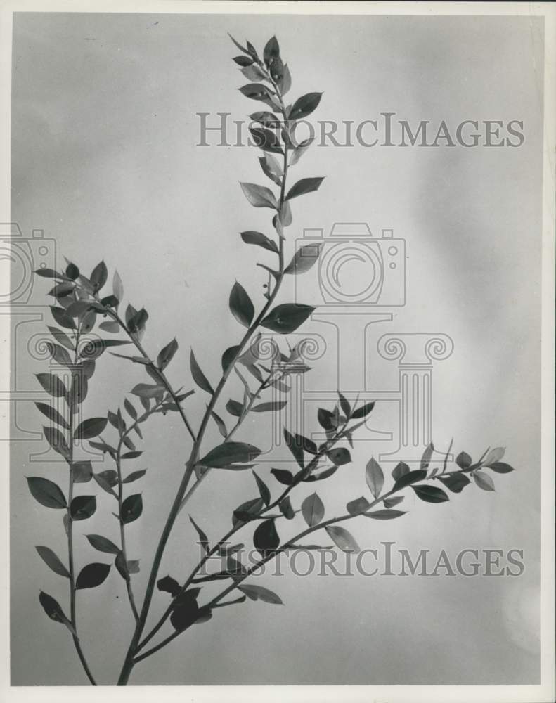 1961 Press Photo Ruscus Frond Plant - noc18919-Historic Images