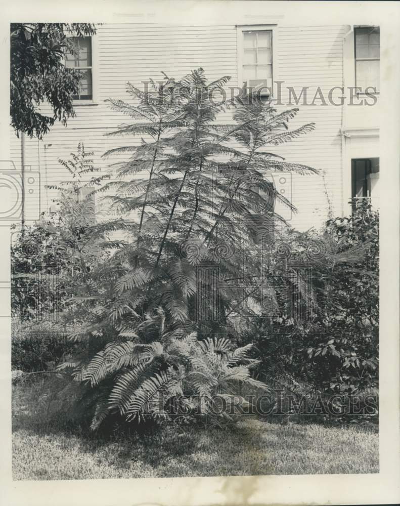 1962 Press Photo Jacaranda plant at Louisiana home on 1207 Webster - noc18925-Historic Images