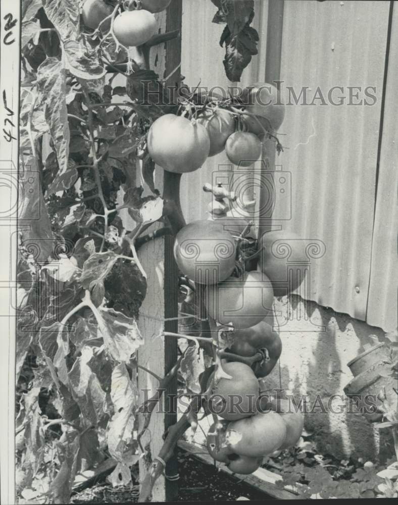 1974 Early Maturing Tomato Plant in Begault Garden - Historic Images