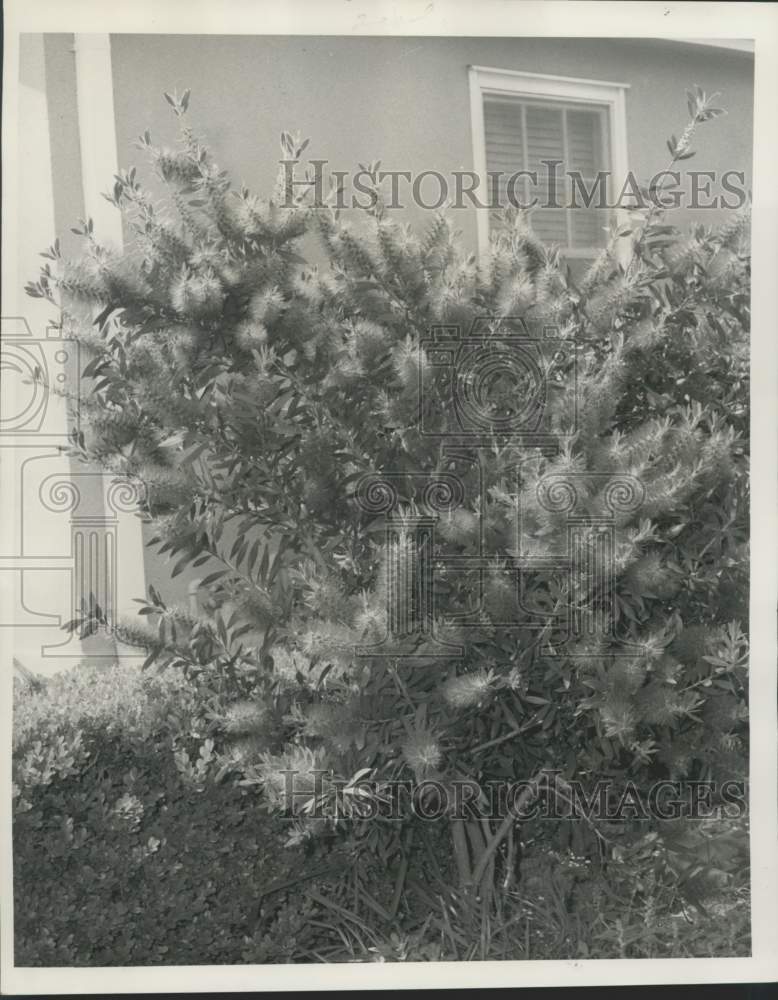 1968 Press Photo Bottle Brush Tropical Shrub Shown at Peak of Bloom - noc19028-Historic Images