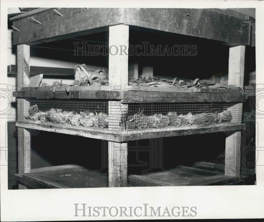 1961 Press Photo Gladiolus Bulbs stored in Storage Rack during July - noc19540- Historic Images