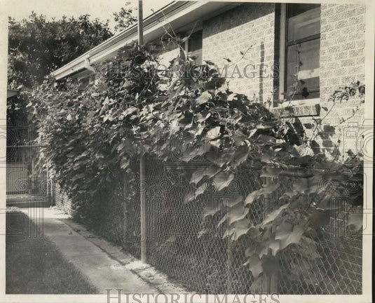1968 Press Photo Mirlitons growing on chain link fence of Mrs. S. A. Fonteneaux-Historic Images