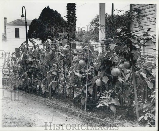 1963 Press Photo Eggplants growing in flower bed of Mrs. Bazile Bruscato-Historic Images