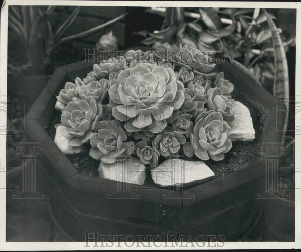 1966 Hen and Chickens Plant forms Rosette Leaves, Succulent - Historic Images