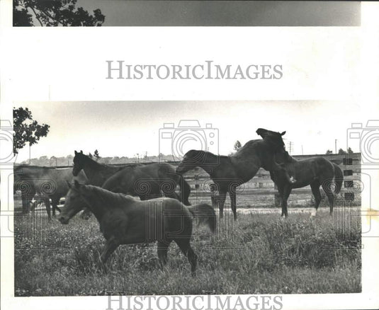 1965 Press Photo Quarter Horses Owned By Harvey Peltier to Enter The Races - Historic Images