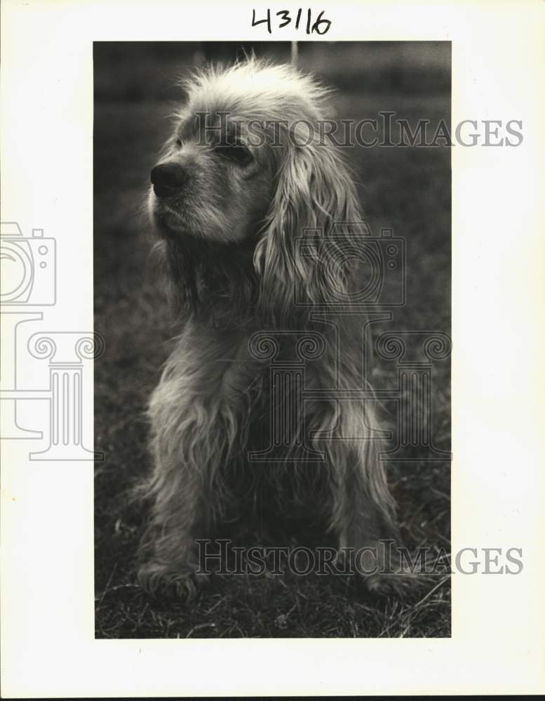 1987 St. Bernard Canine Campus Pet of the Week-cocker spaniel - Historic Images