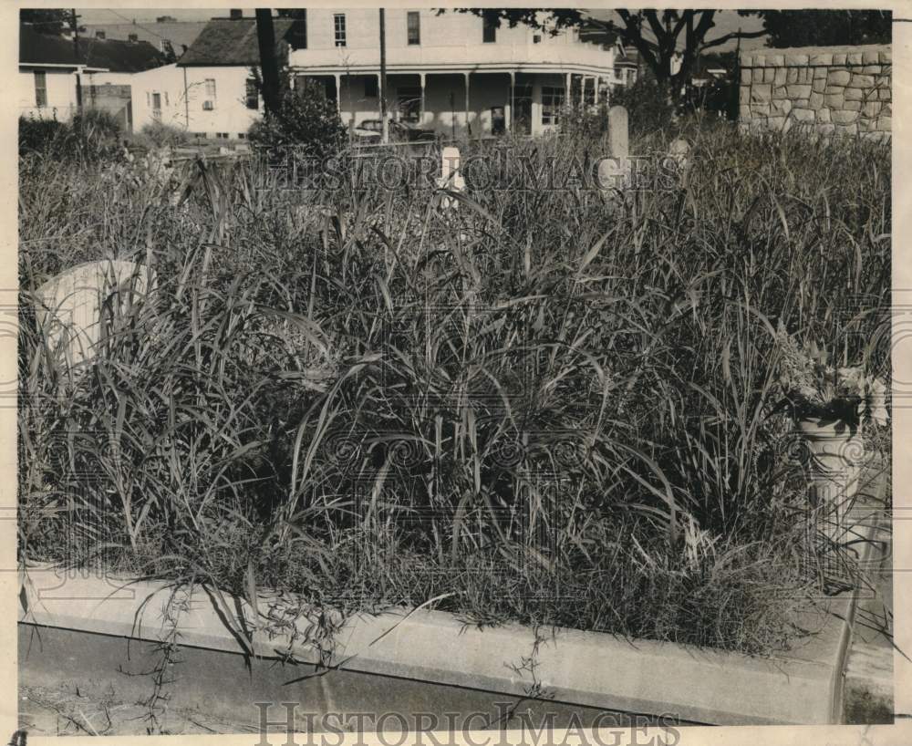 1968 St. Mary Cemetery sign almost invisible due to overgrown weeds-Historic Images