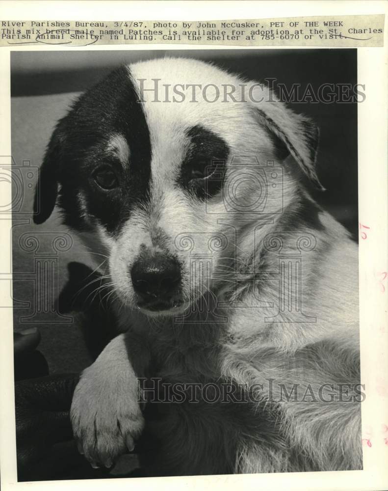 1987 Press Photo Patches is available for adoption at St. Charles Animal Shelter - Historic Images