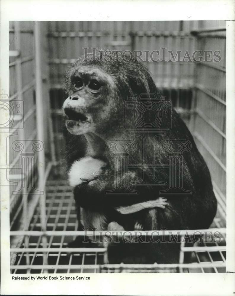 1969 Small primate Nancy &amp; baby, after she received radiation dose - Historic Images