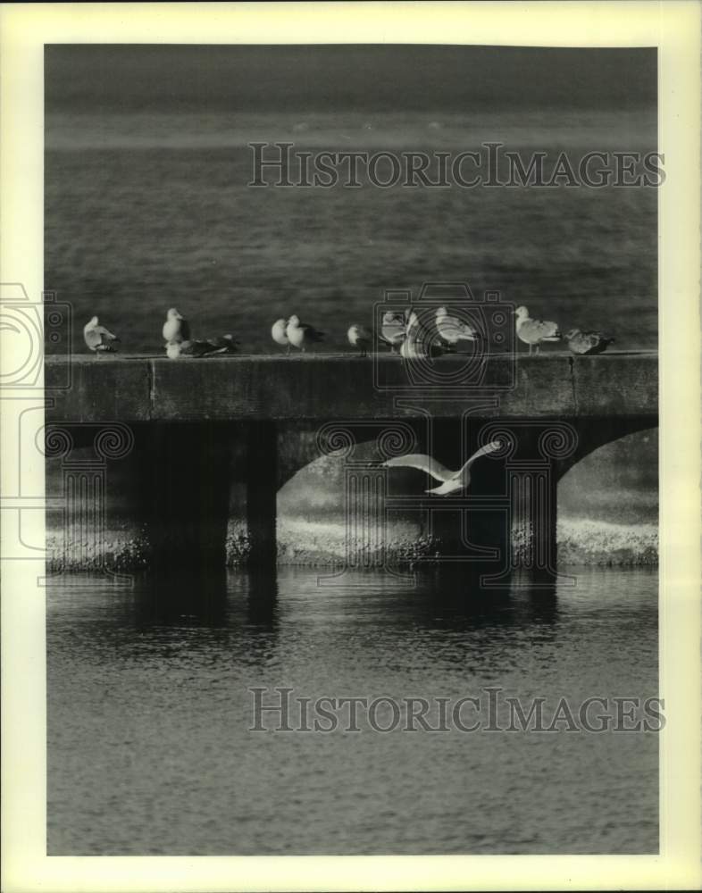 1990 Seagulls on the breakwater in Lake Ponchartrain, Louisiana - Historic Images