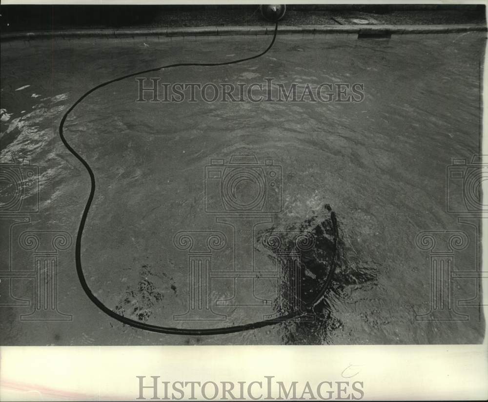 1972 Press Photo Ricky and Chris Schroeder Diving, New Orleans - noc38844 - Historic Images
