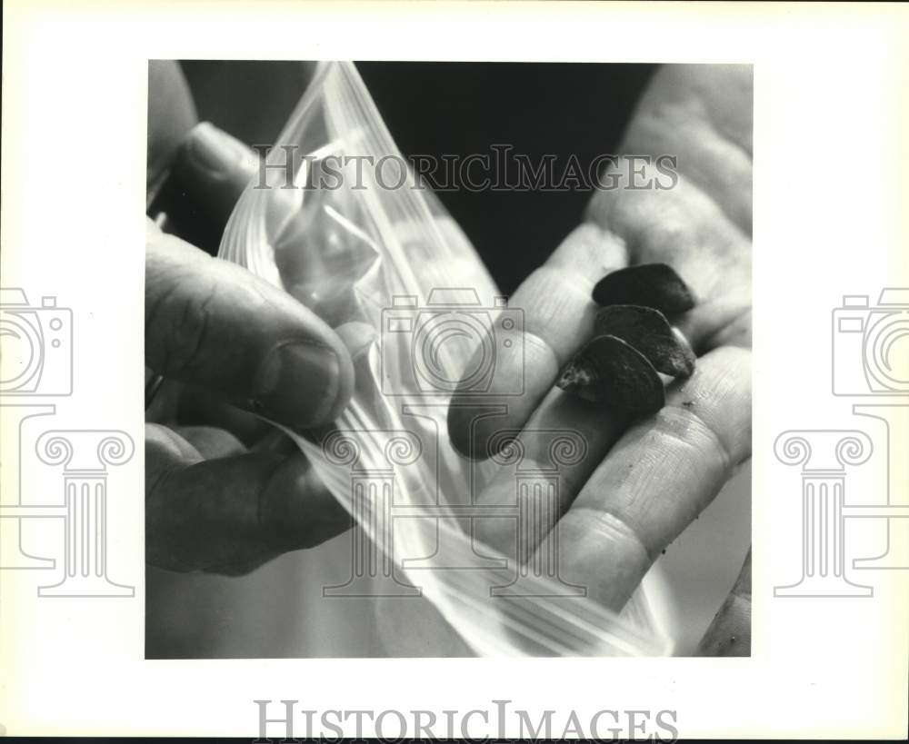 1994 Zebra Mussels from Mississippi River Bridge Area, Baton Rouge - Historic Images