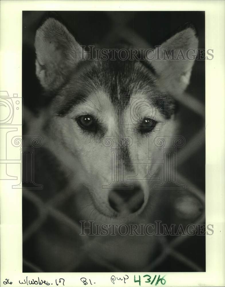 1986 Wolf Held at St. Bernard Animal Shelter Canine Campus - Historic Images