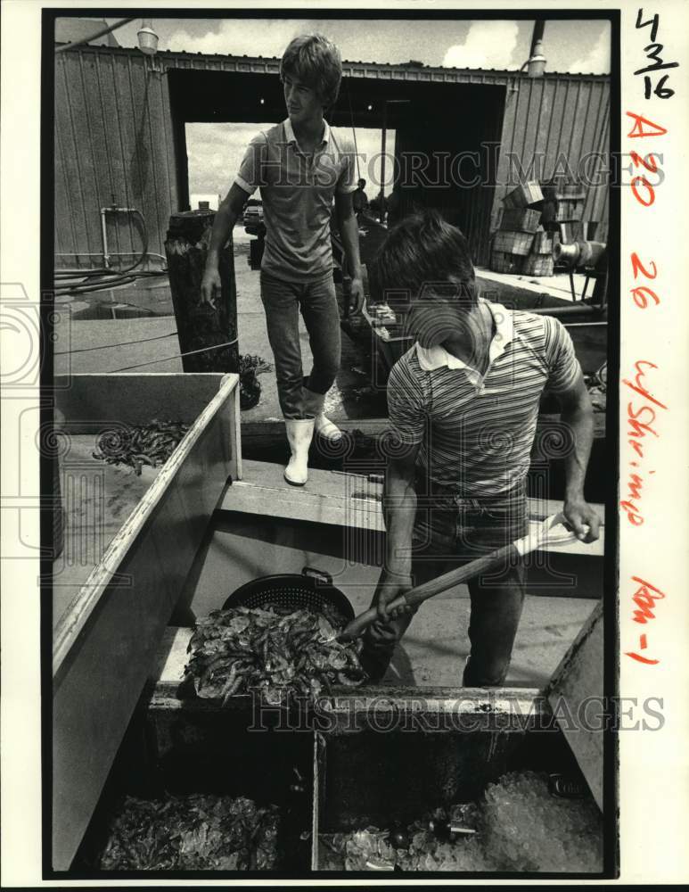 1984 Press Photo Chris and Donny Johnson shovel shrimp at Pointe a la Hache - Historic Images