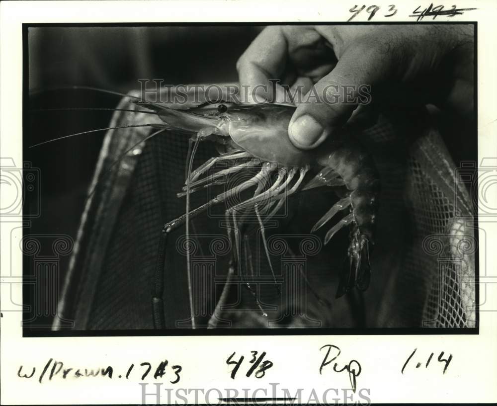 1982 Press Photo Giant Malaysian prawn grown at Louisiana State University - Historic Images